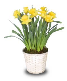 Potted Daffodils