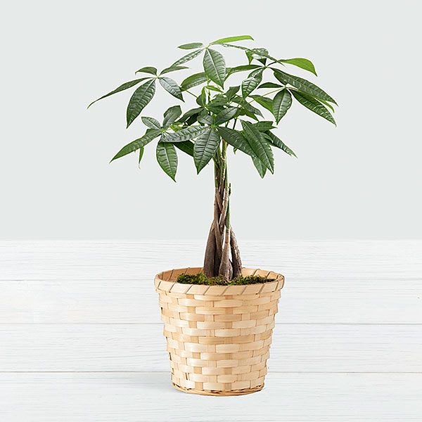 Money Tree Flower Bouquet