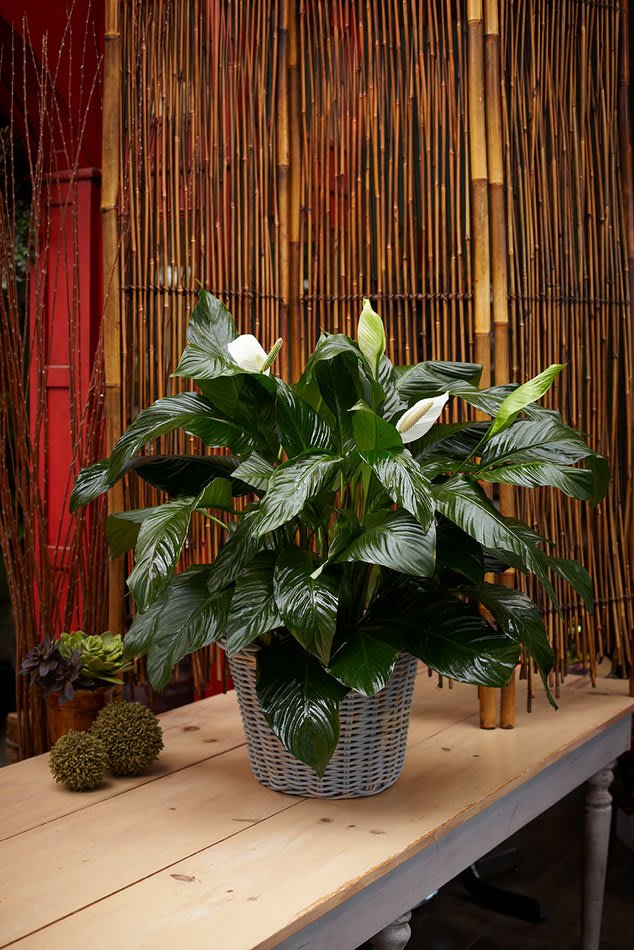 Large Peace Lily Floor Plant