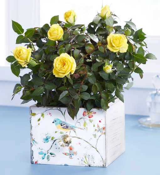 Cheerful Blooms Rose Plant
