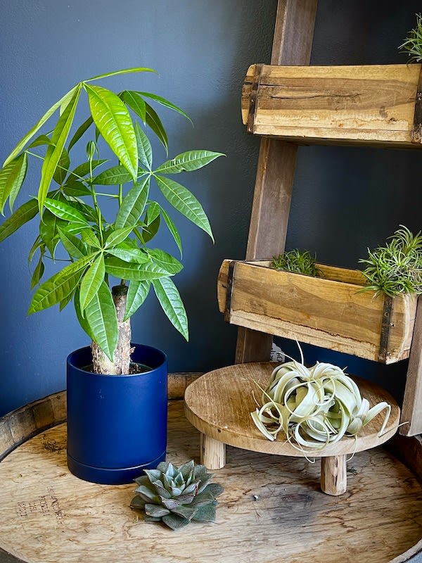 Money Tree Plant Flower Bouquet