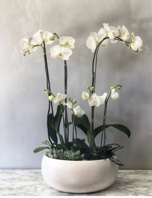 Orchids in the moonlight