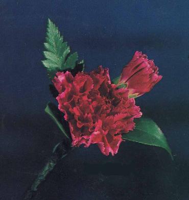 Boutonniere - CB7 Flower Bouquet