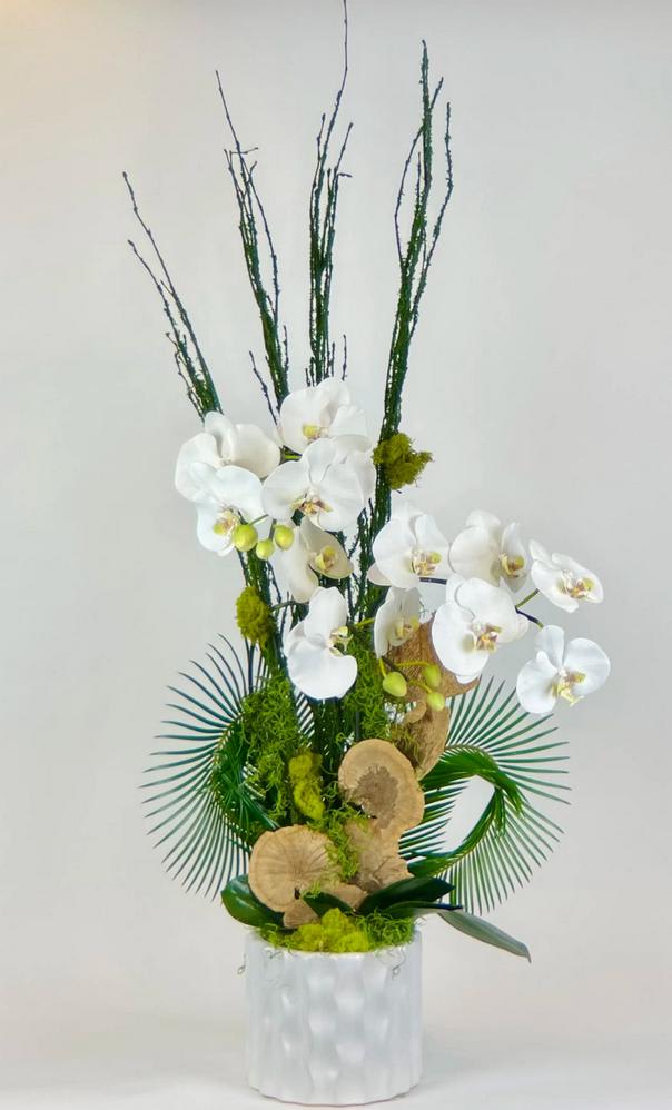 Potted Phalaenopsis Orchid