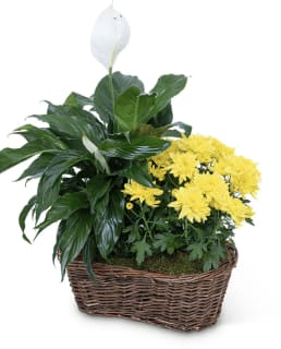 Plants