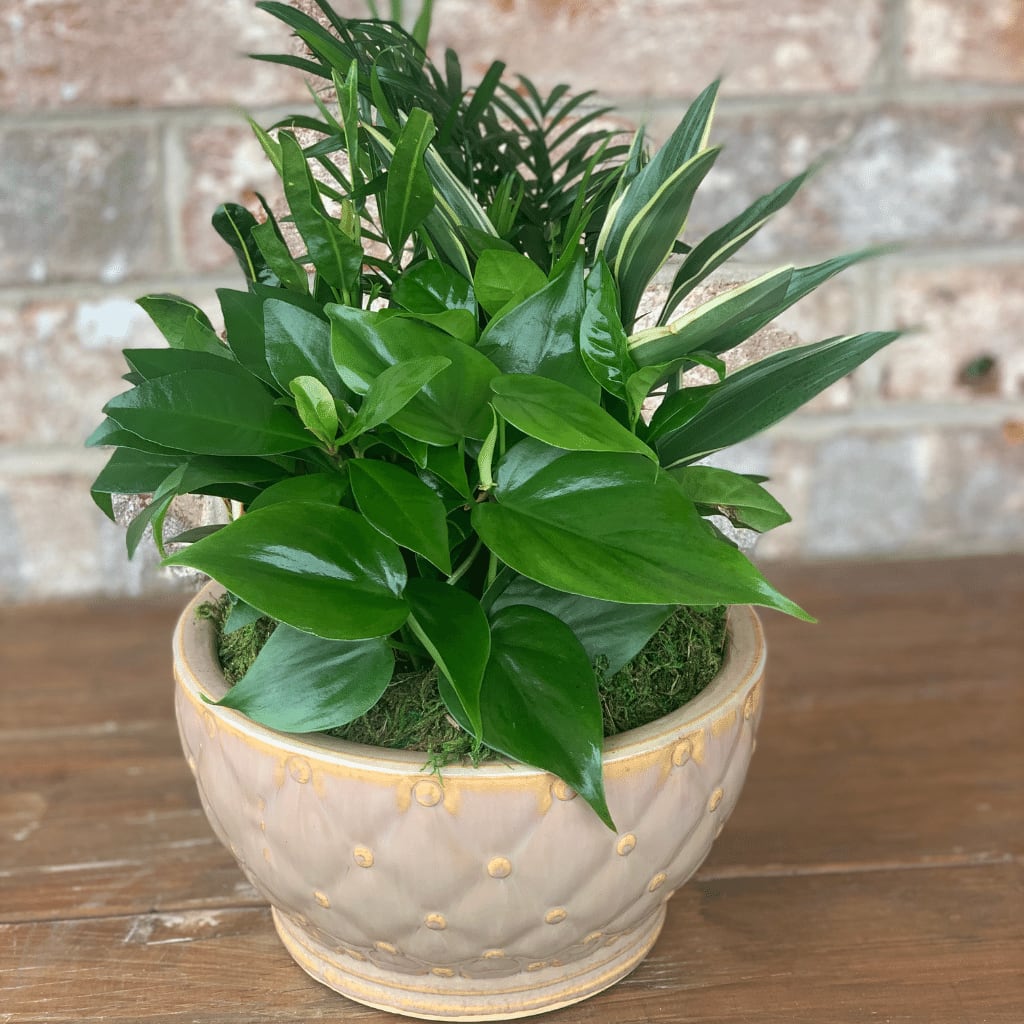 Plants from the Best Plant Shop in Mechanicsburg, PA, Jeffrey's Flowers