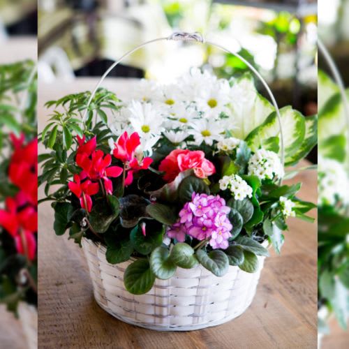 Plant Shops in Mechanicsburg, PA The best Plant selection is at