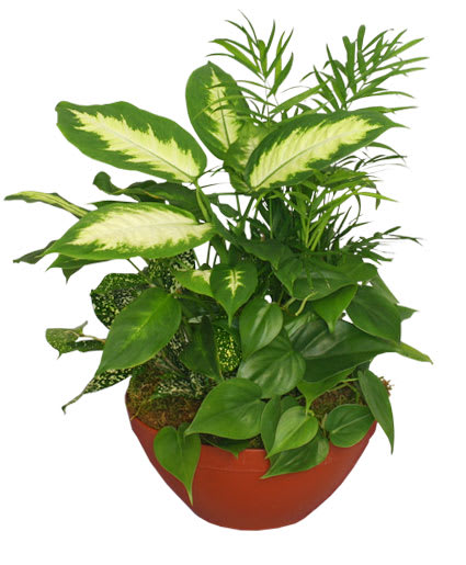 Garden Of Lush Green Plants Flower Bouquet