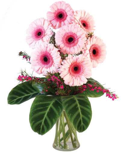 LUCKY SEVEN GERBERAS Flower Bouquet