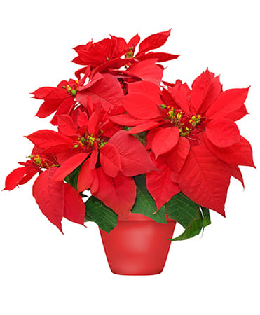 HOLIDAY POINSETTIA