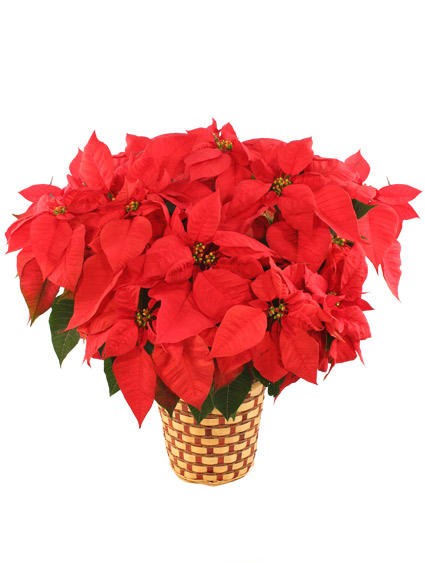 10" PREMIUM RED POINSETTIA Flower Bouquet