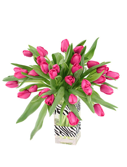 HOT PINK PASSION