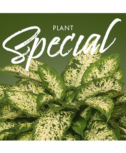 House Plants Delivery in Bethpage, NY | Bethpage Florist