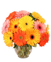 GROOVY GERBERAS