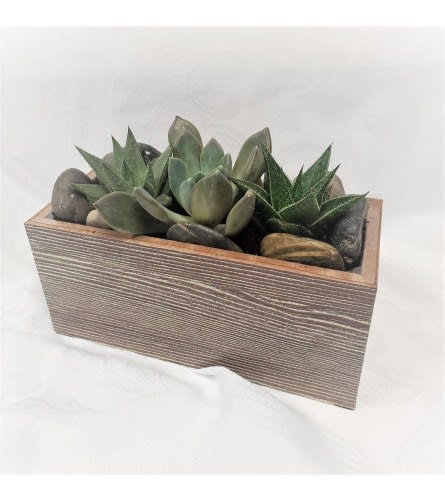 Rustic Succulent Zen Garden