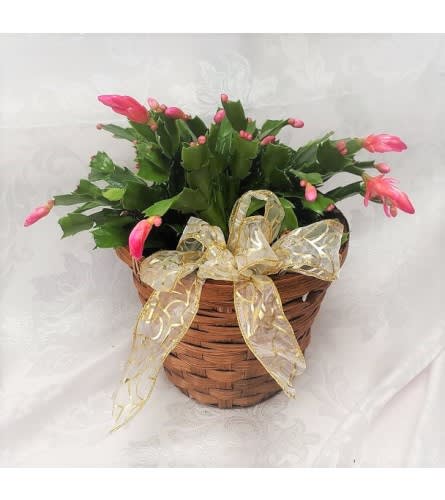 Traditional Christmas Cactus