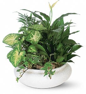 Ceramic Dish Gardens - Various sizes