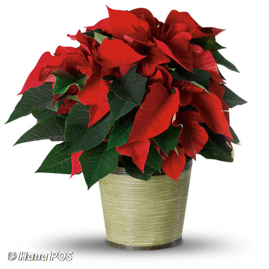 Premium Red Poinsettia