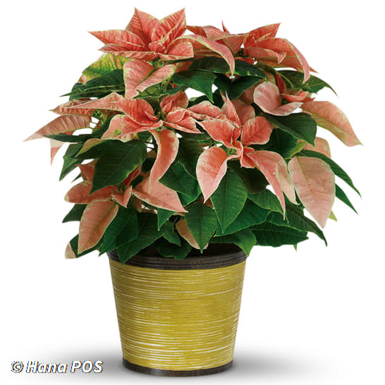 Large Pink Poinsettia