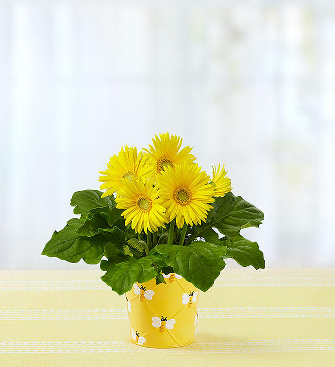 Happy Bee Gerbera Daisy

