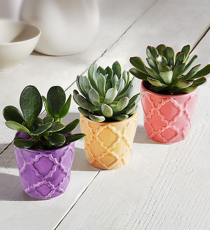 Spring Succulent Trio
