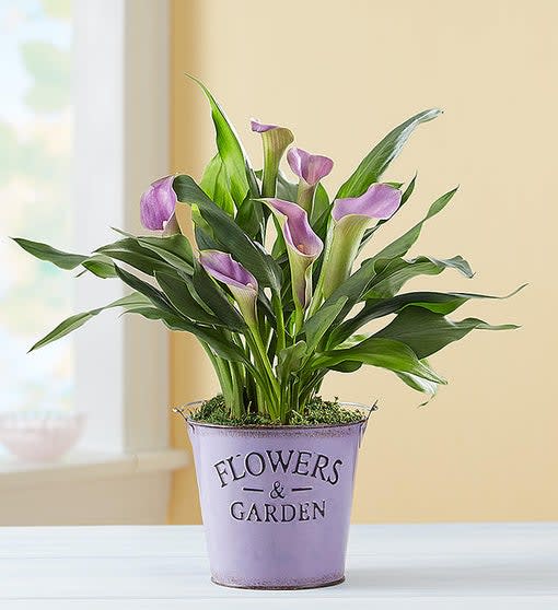 Summer Garden Calla Lily
