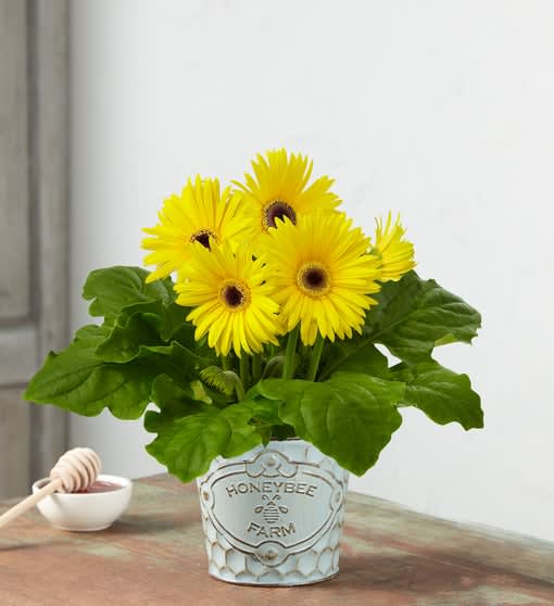 Honey Bee Farms Daisy
