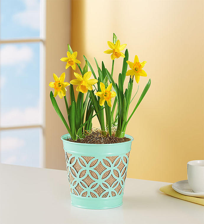 Delightful Daffodil Bulb Garden
