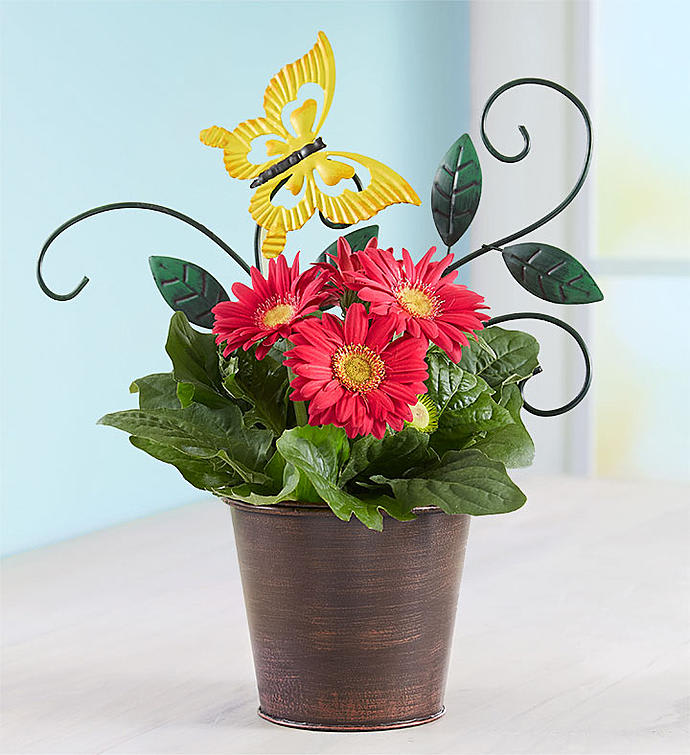 Cheerful Butterfly Blooms Gerbera Daisy
