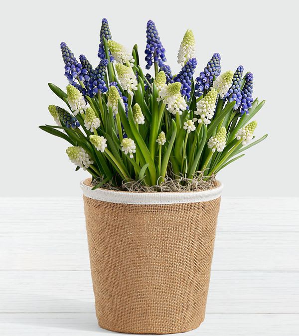 Blue & White Magic Muscari Bulb Garden