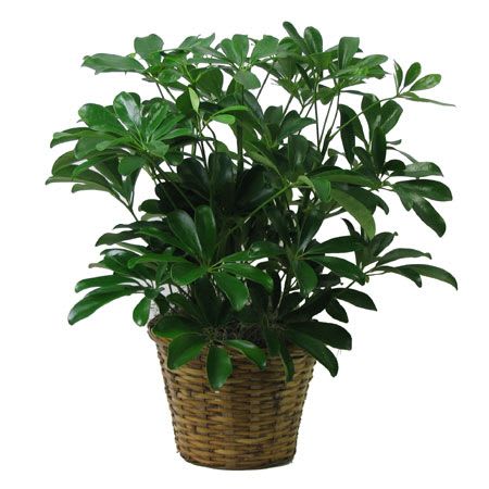 SCHEFFLERA PLANT