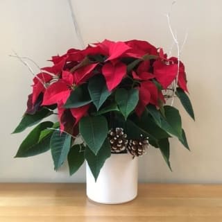 Poinsettia in a Ceramic Pot