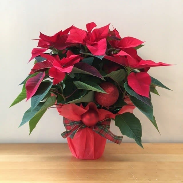 Poinsettia, Simple Wrap (6" pot)