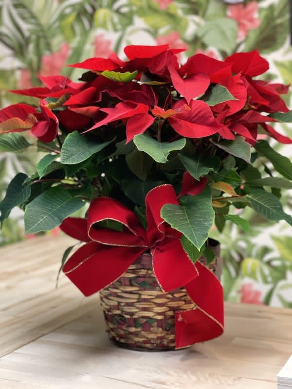 Red Poinsettia Basket Flower Bouquet