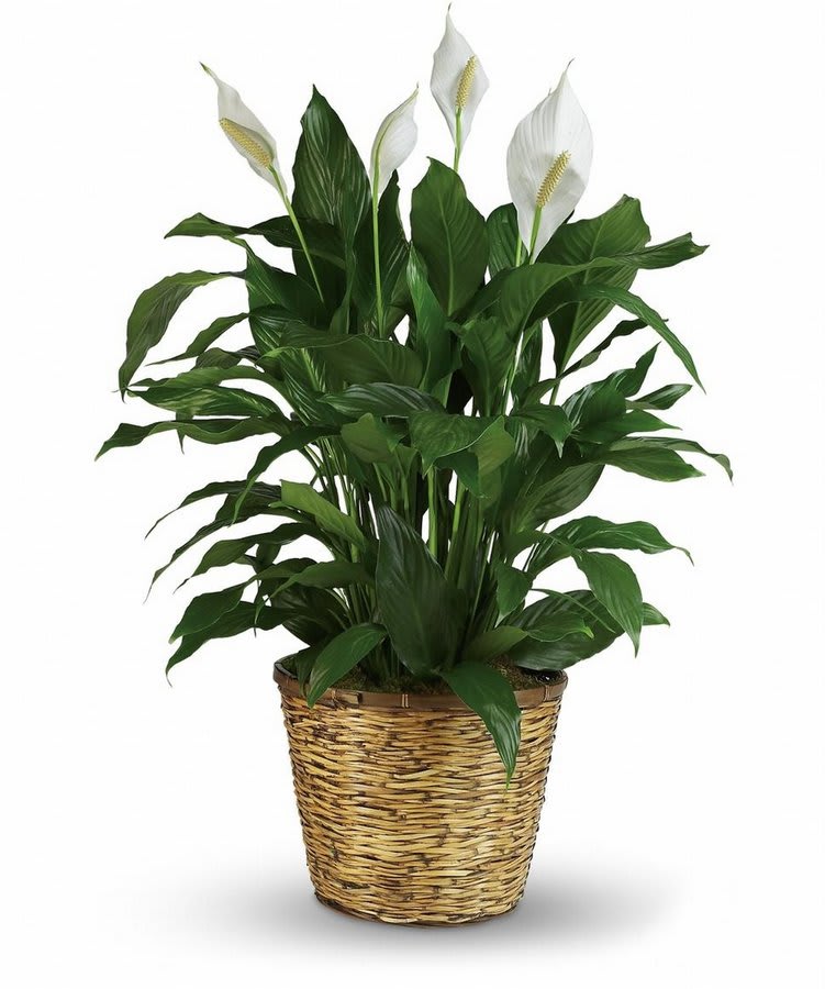 Peace Lily Plant
