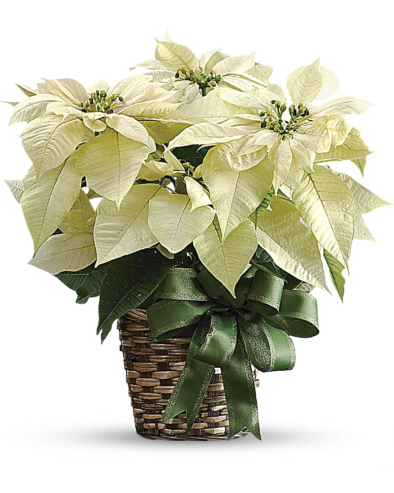 White Poinsettia Flower Bouquet