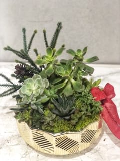 Christmas succulent planter