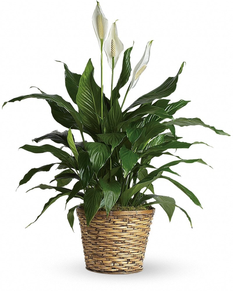 Spathiphyllum - Medium Flower Bouquet