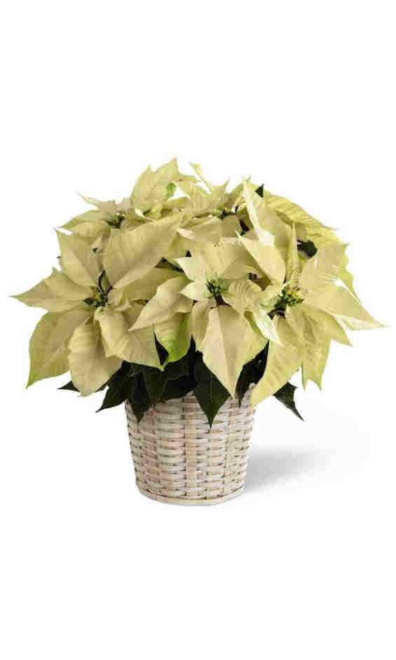 White Poinsettia 8  inch