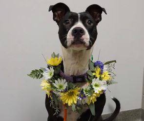 Pet Collar Flower Bouquet