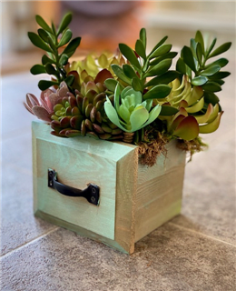 Drawer of Faux Succulents