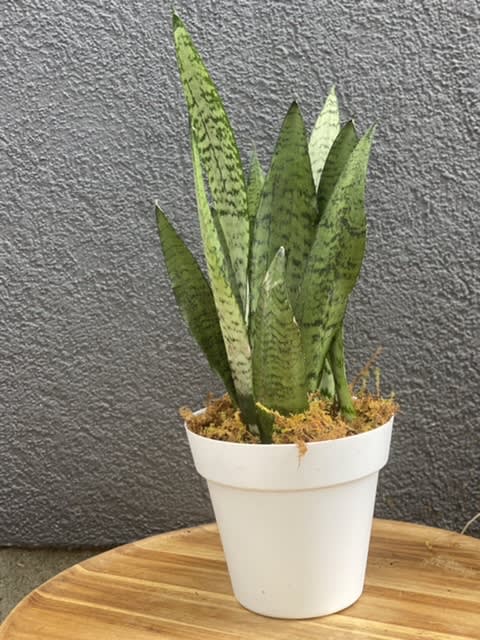 Sansevieria Flower Bouquet