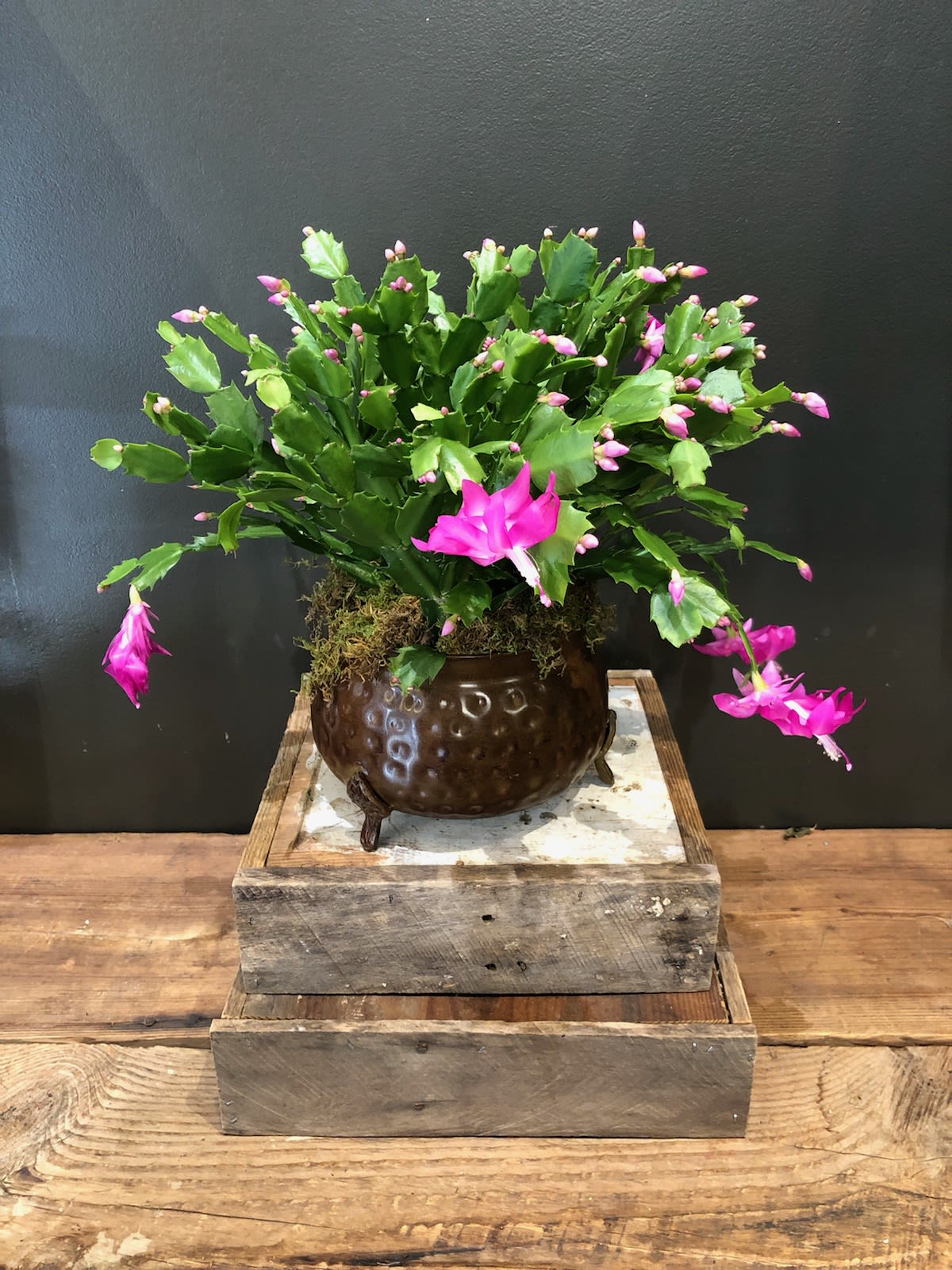 Christmas Cactus
