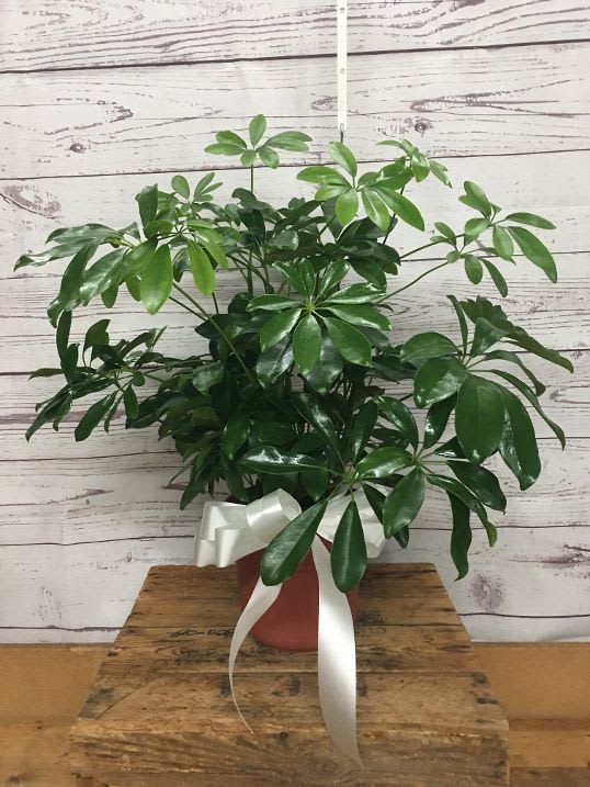 Amazing Arboricola Plant