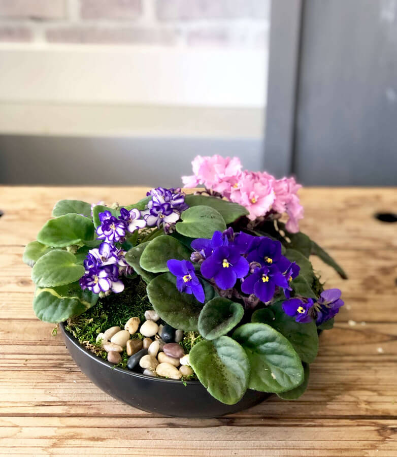 African Violet Planter