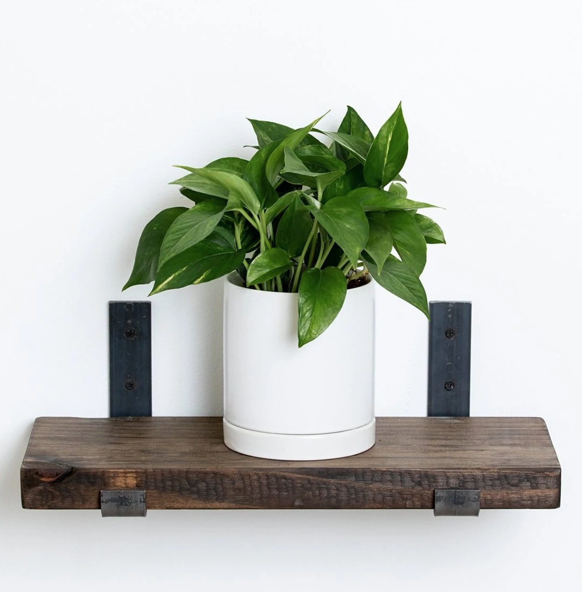 Devil's Ivy (Pothos)