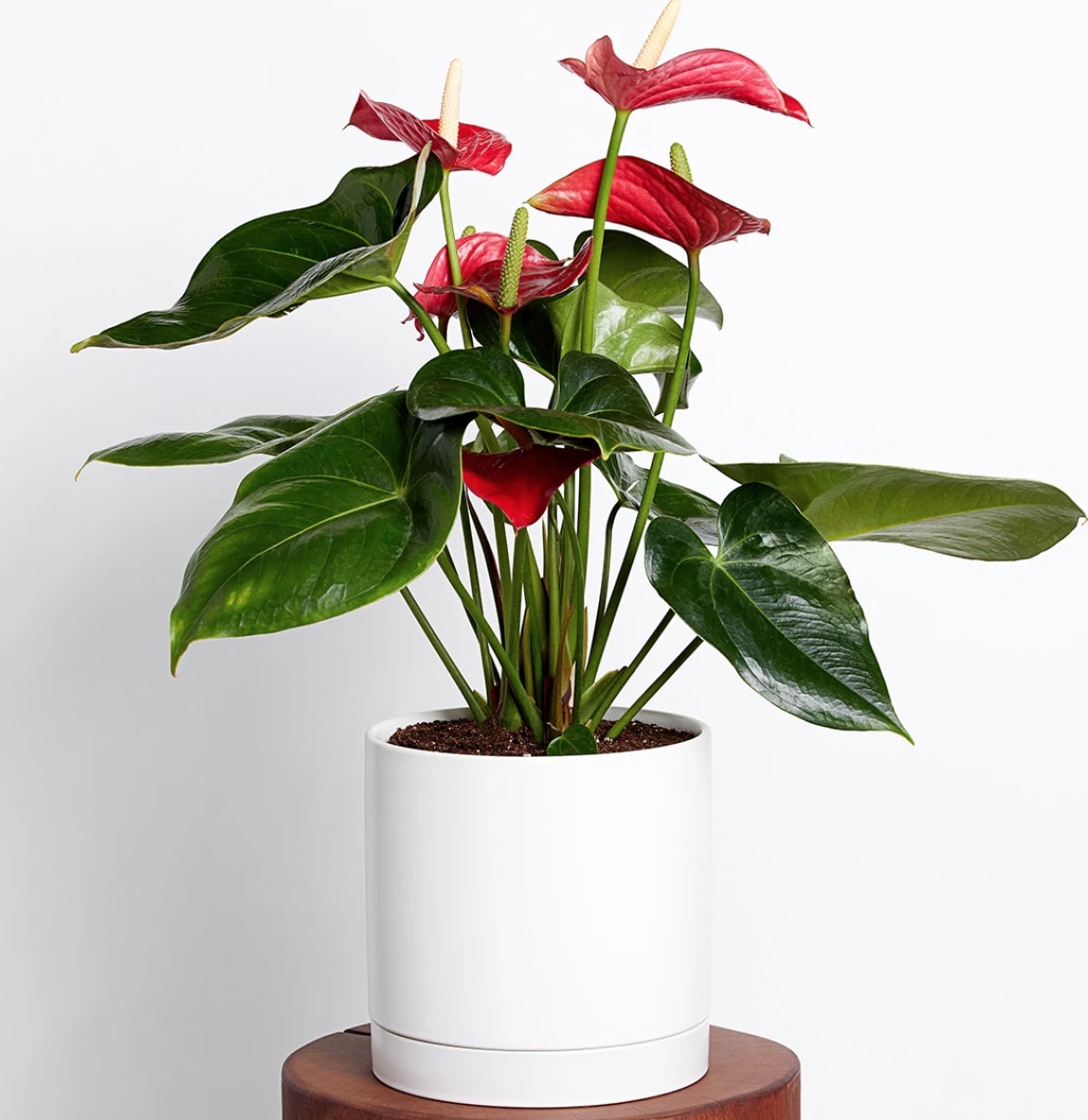 Anthurium Plant Flower Bouquet