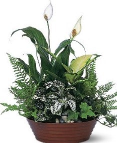 Tropics in Terracotta Flower Bouquet