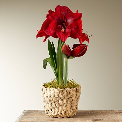 Miracle Amaryllis Bulb Garden