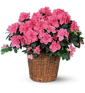 Azalea Plant